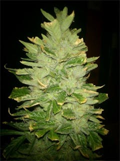 User uploaded image of Magnum