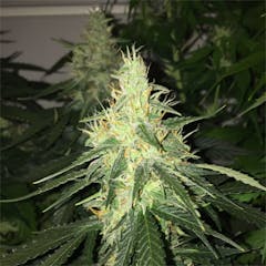 User uploaded image of Magnum