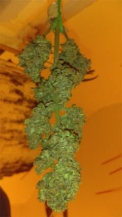 User uploaded image of Mako Haze