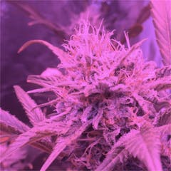 User uploaded image of Mako Haze