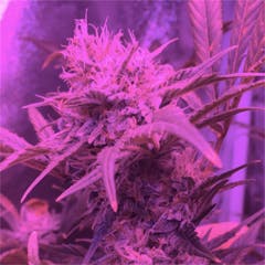 User uploaded image of Mako Haze