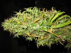 User uploaded image of Malawi