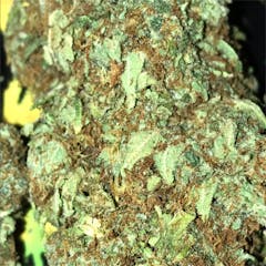 User uploaded image of Mammoth