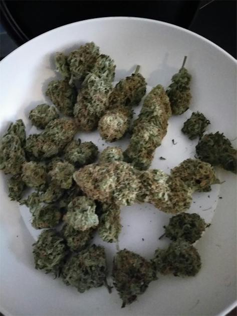 Photos of Mango Dream Weed Strain Buds | Leafly
