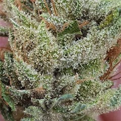 User uploaded image of Mango Haze