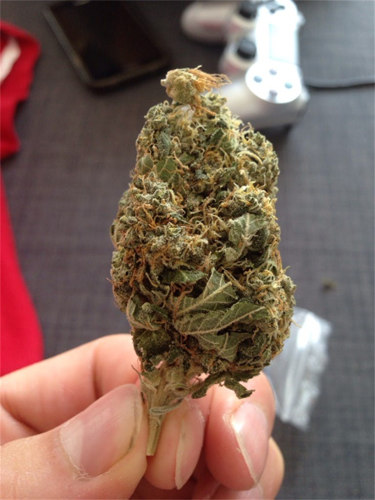 Photos of Mango Haze Weed Strain Buds Leafly