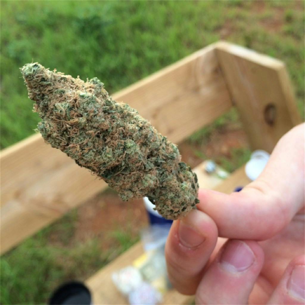 Photos of Mango Kush Weed Strain Buds Leafly