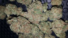 User uploaded image of Mango Kush