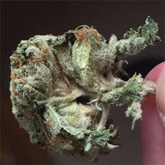 User uploaded image of Mango Kush