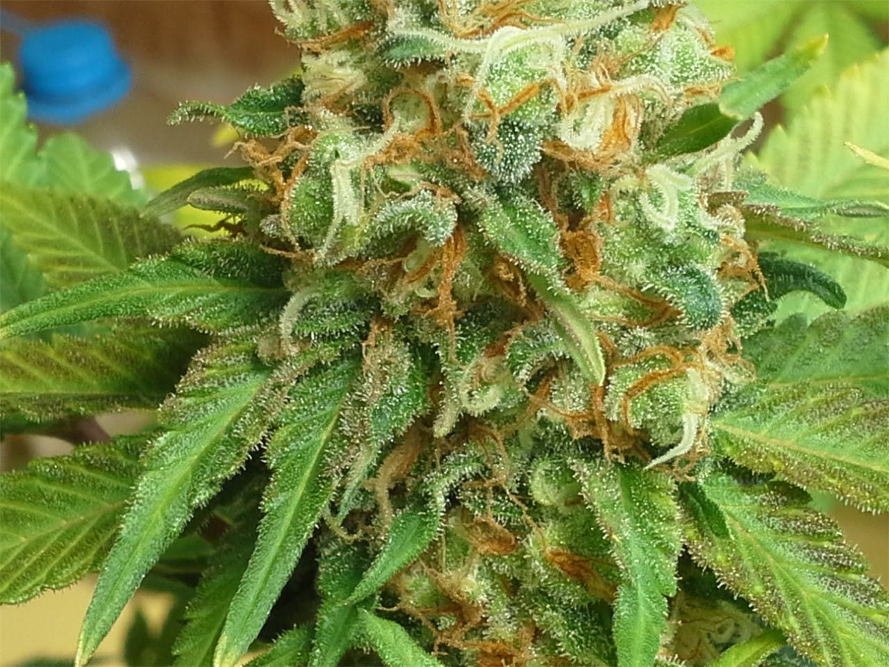 Photos of Mango Kush Weed Strain Buds Leafly