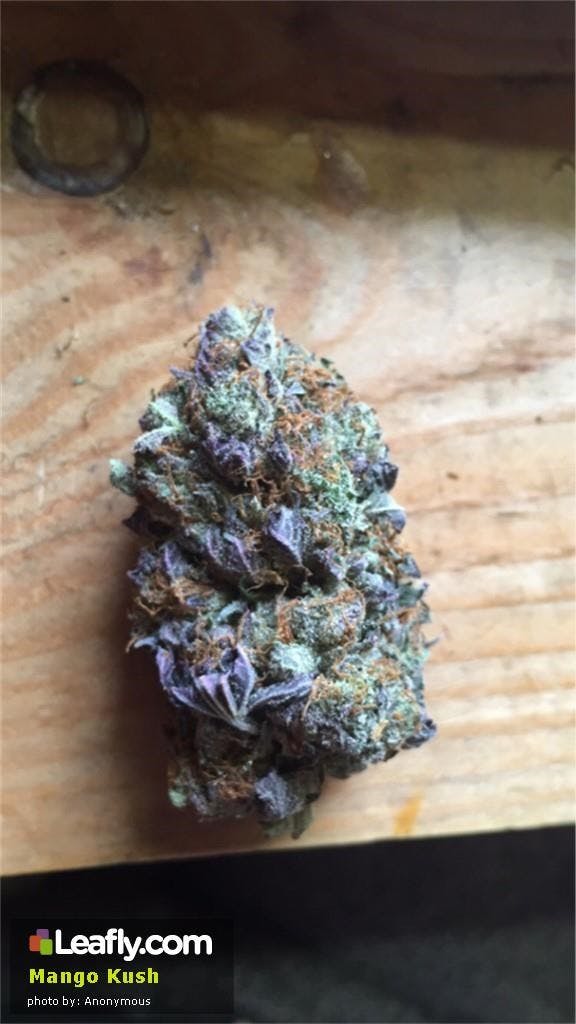 Photos of Mango Kush Weed Strain Buds Leafly