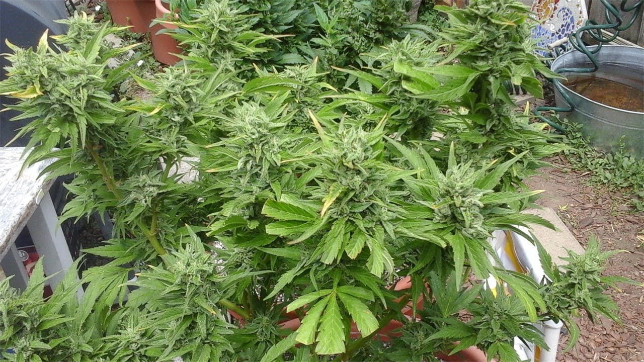 Photos of Mango Kush Weed Strain Buds Leafly