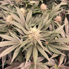 User uploaded image of Mango