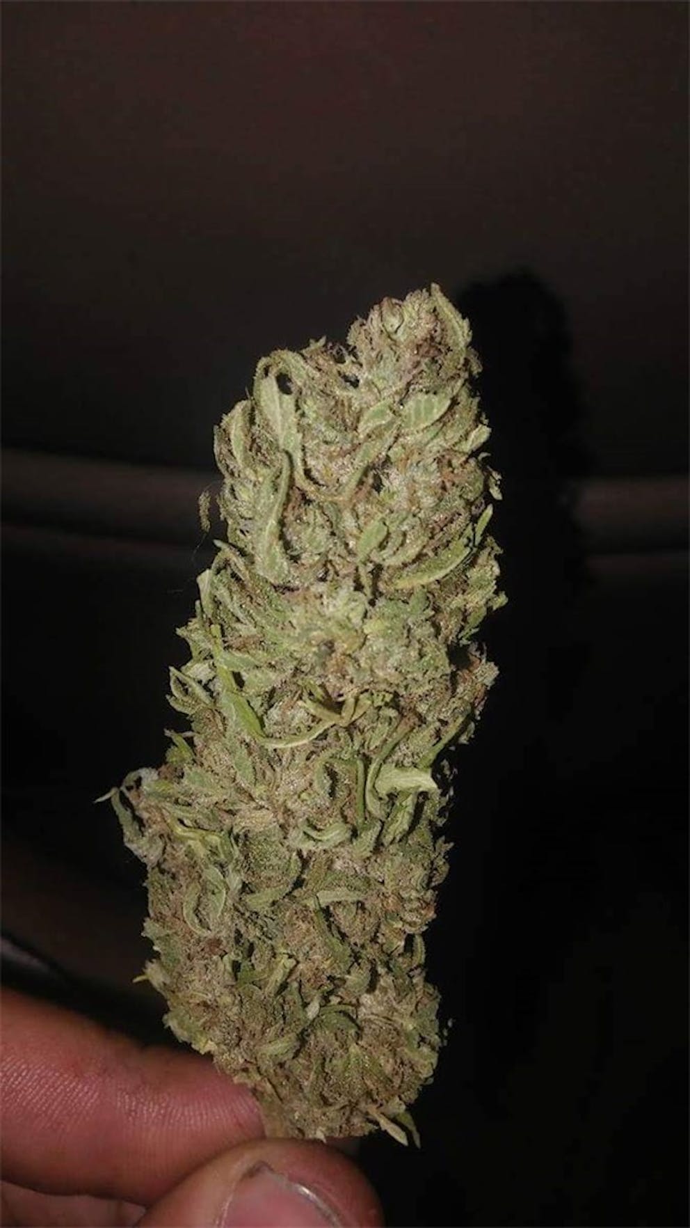 Photos of Mango Weed Strain Buds Leafly