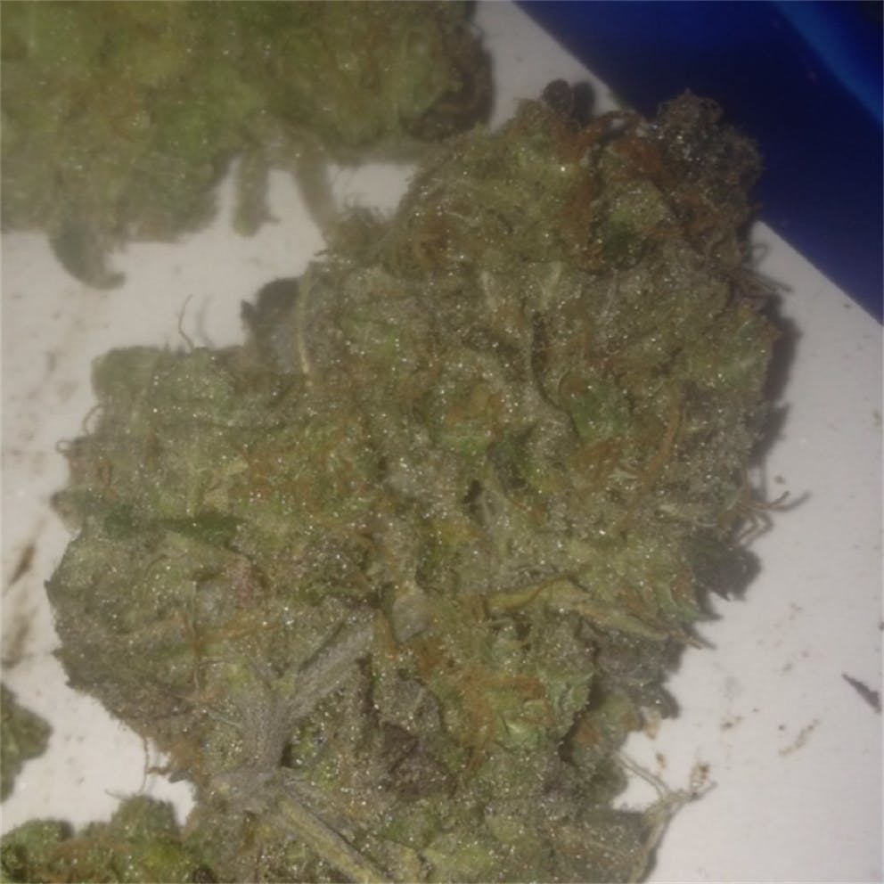Photos of Mango Weed Strain Buds Leafly