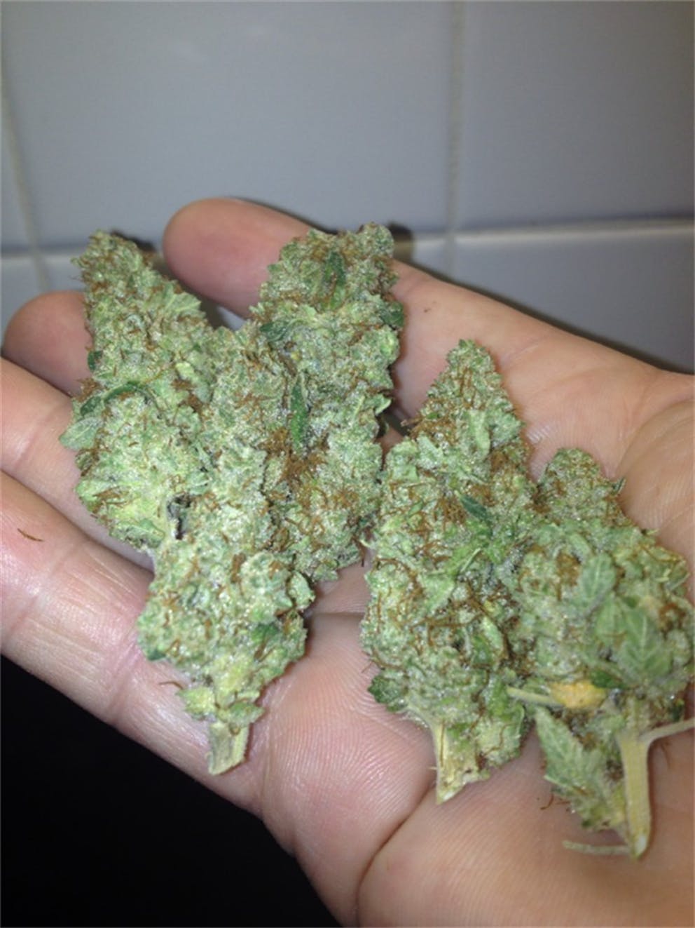 Photos of Mango Weed Strain Buds Leafly