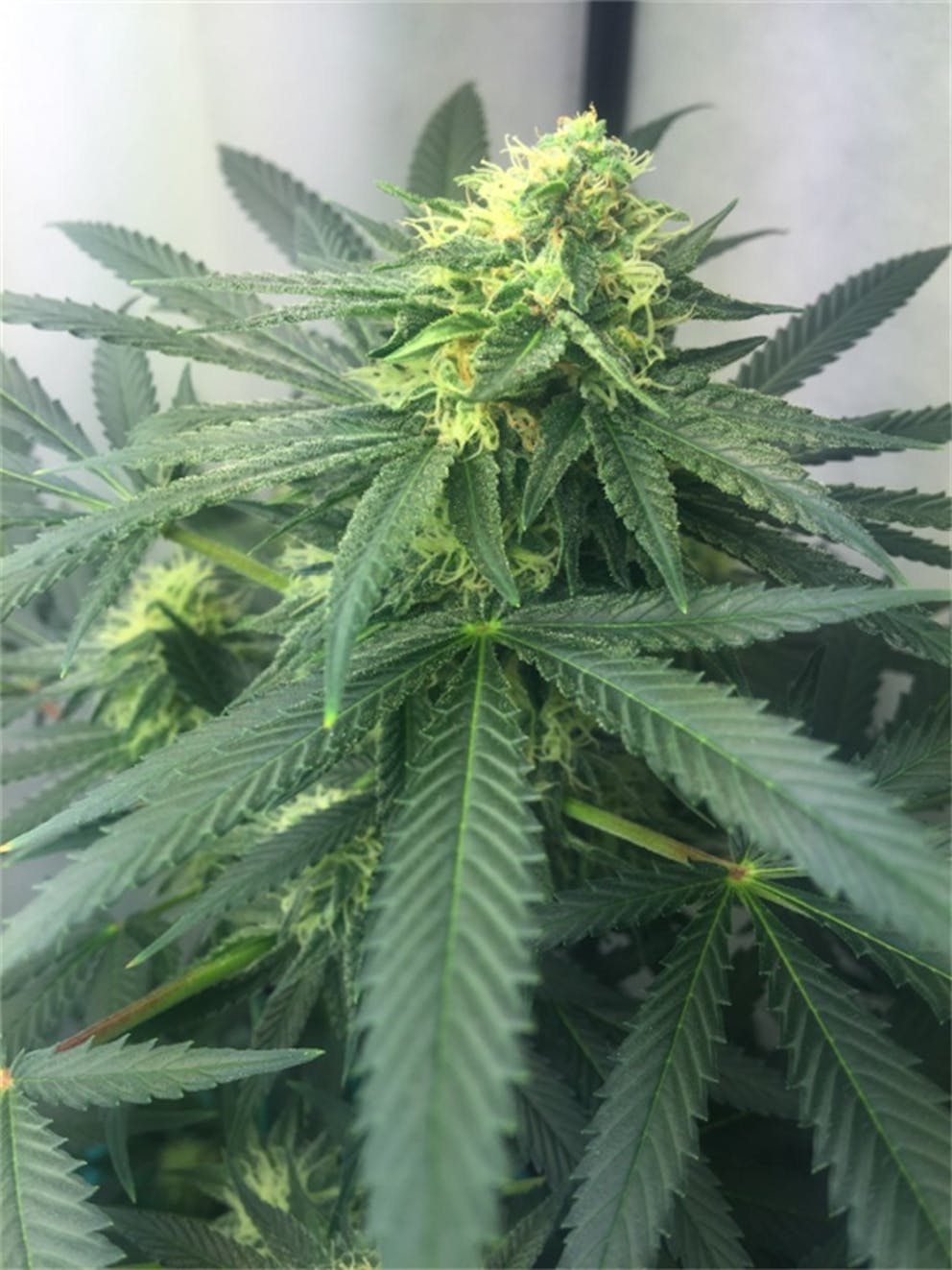 Photos of Mango Weed Strain Buds Leafly