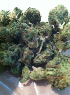 User uploaded image of Maple Leaf Indica
