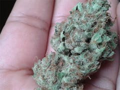 User uploaded image of Maple Leaf Indica