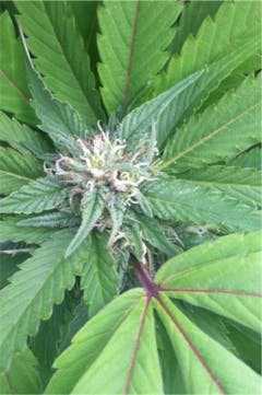 User uploaded image of Maple Leaf Indica