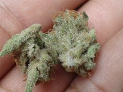 User uploaded image of Maple Leaf Indica