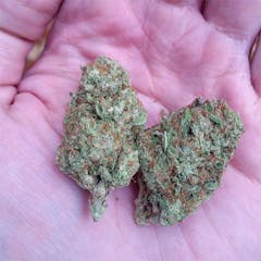 User uploaded image of Maple Leaf Indica