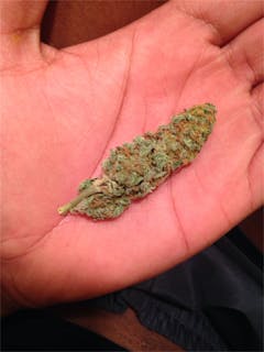 User uploaded image of Marley's Collie