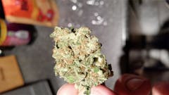 User uploaded image of Marley's Collie