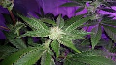 User uploaded image of Master Bubba