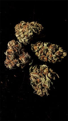 User uploaded image of Master Kush