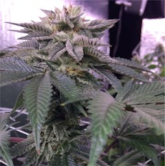 User uploaded image of Master Kush