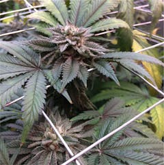 User uploaded image of Master Kush