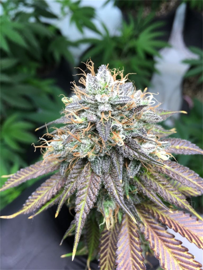 Photos of Master Kush Weed Strain Buds Leafly