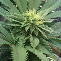 User uploaded image of Master Kush