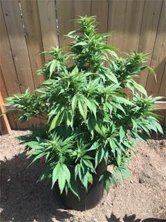 User uploaded image of Master Yoda