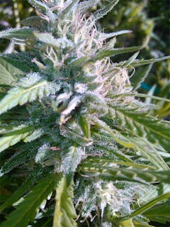 User uploaded image of MTF