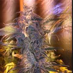 User uploaded image of Mataro Blue