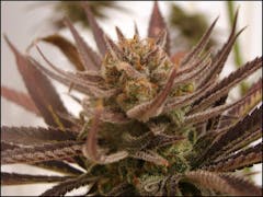 User uploaded image of Mau-Mau