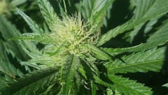 User uploaded image of Maui Bubble Gift