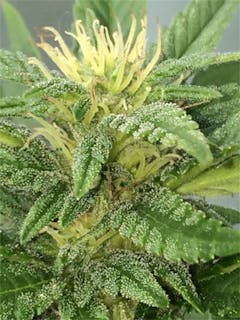 User uploaded image of Maui Bubble Gift
