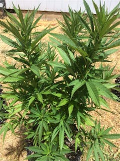 User uploaded image of Maui Bubble Gift