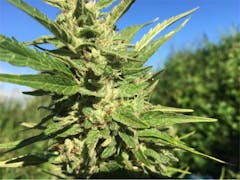 User uploaded image of Maui Mango Diesel