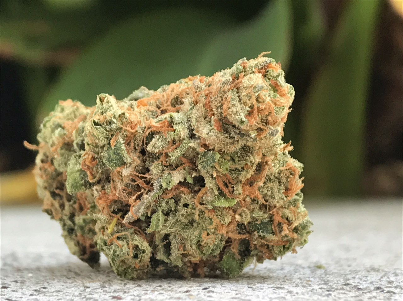 Maui Marijuana Strain Information