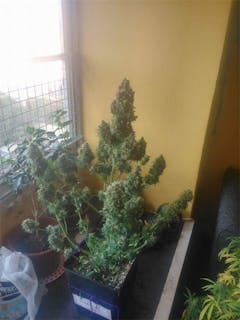 User uploaded image of Mazar I Sharif