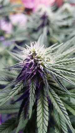 User uploaded image of Mazar I Sharif