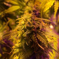 User uploaded image of Mazar Kush