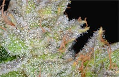 User uploaded image of MC1