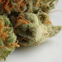 User uploaded image of Medibud