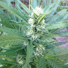 User uploaded image of Medicine Woman