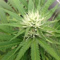 User uploaded image of Medicine Woman